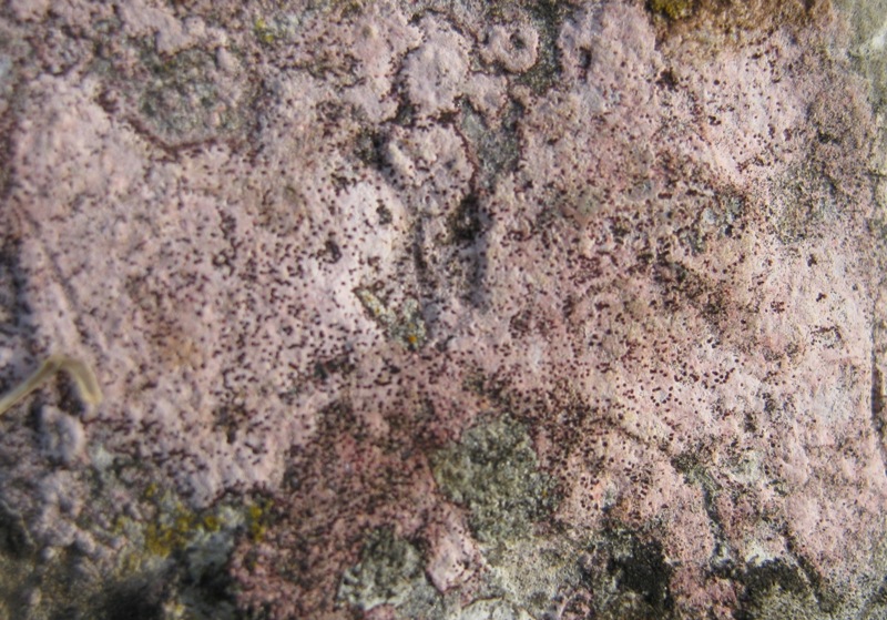 Un altro lichene rosa